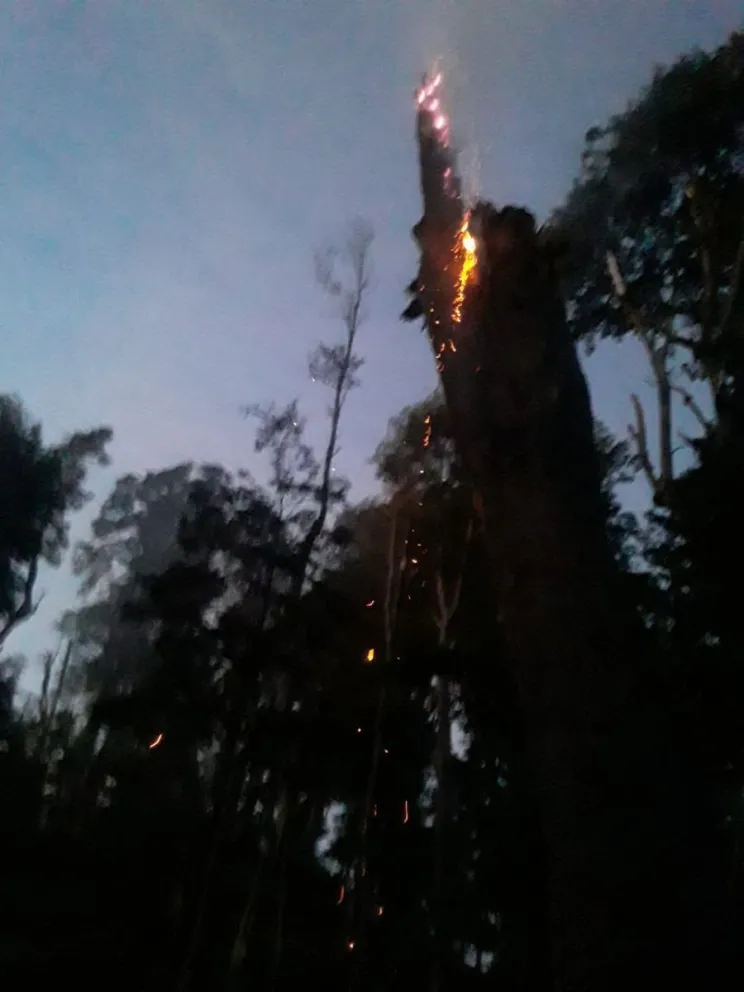 Dejaron una quema encendida y la Brigada de Incendios Forestales tuvo voltear un árbol para contener el fuego