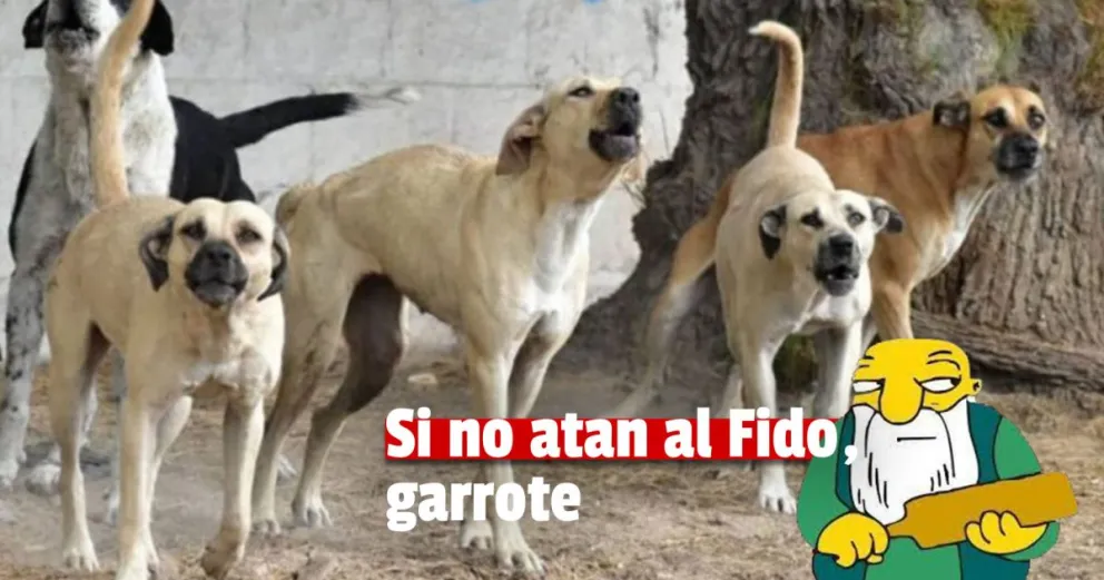 Censistas y una niña fueron atacados por perros: tres de los canes tenían dueño