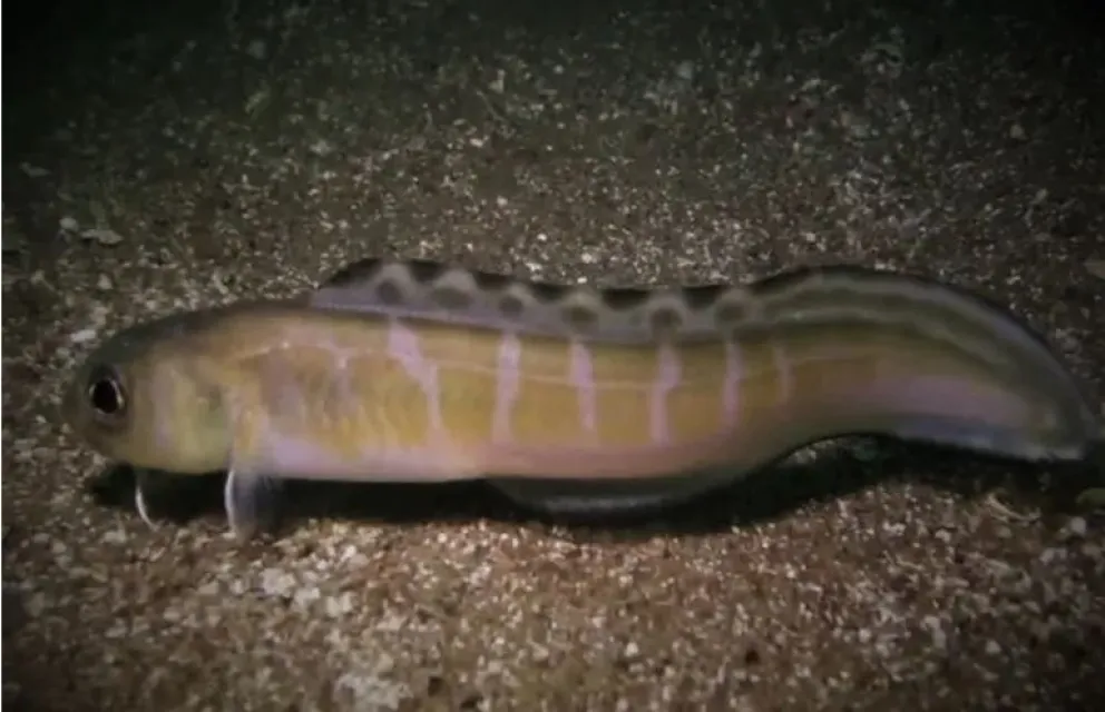  Un fotógrafo marino captó a una especie poco habitual en Las Grutas y permitió un gran descubrimiento