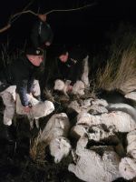 Sarmiento: quisieron robar ovejas en un campo pero las abandonaron atadas 