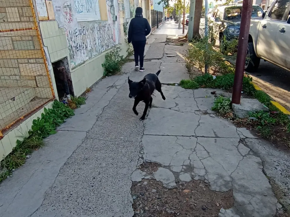 Las veredas en mal estado deberán ser reparadas. 