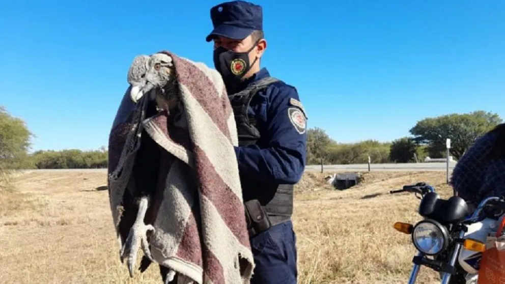 Traslasierra: En una moto, rescataron un cóndor herido en la ruta