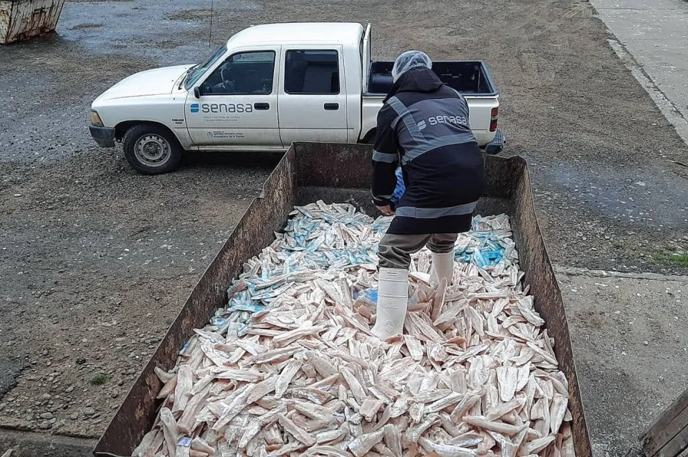 El Senasa evitó la comercialización de 18.648 kilos de merluza no apta para el consumo humano