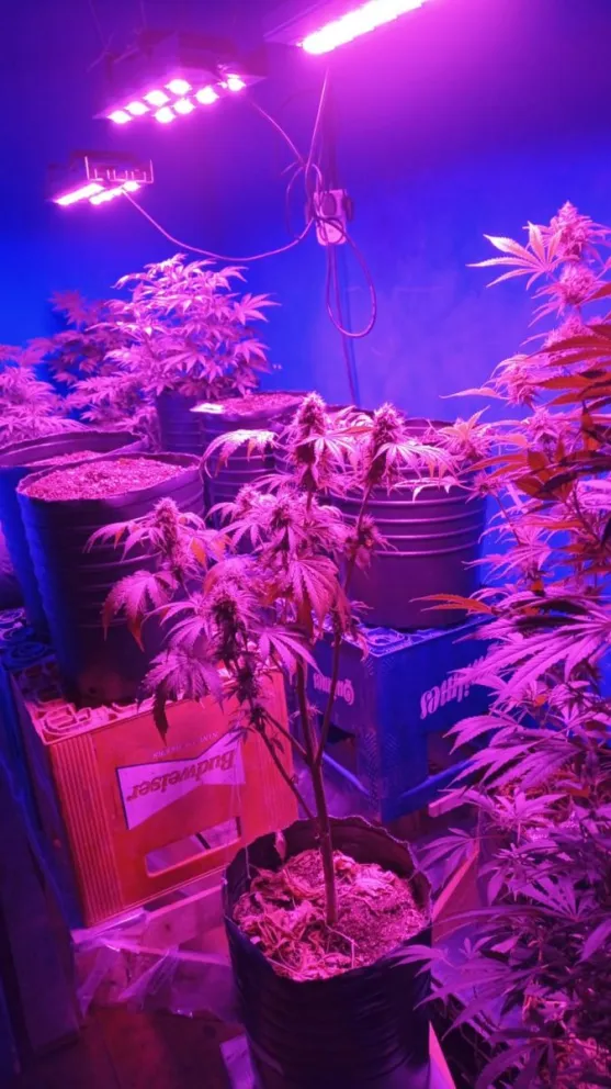 El narco de San Antonio vendía frascos de marihuana a 15 mil pesos cada uno