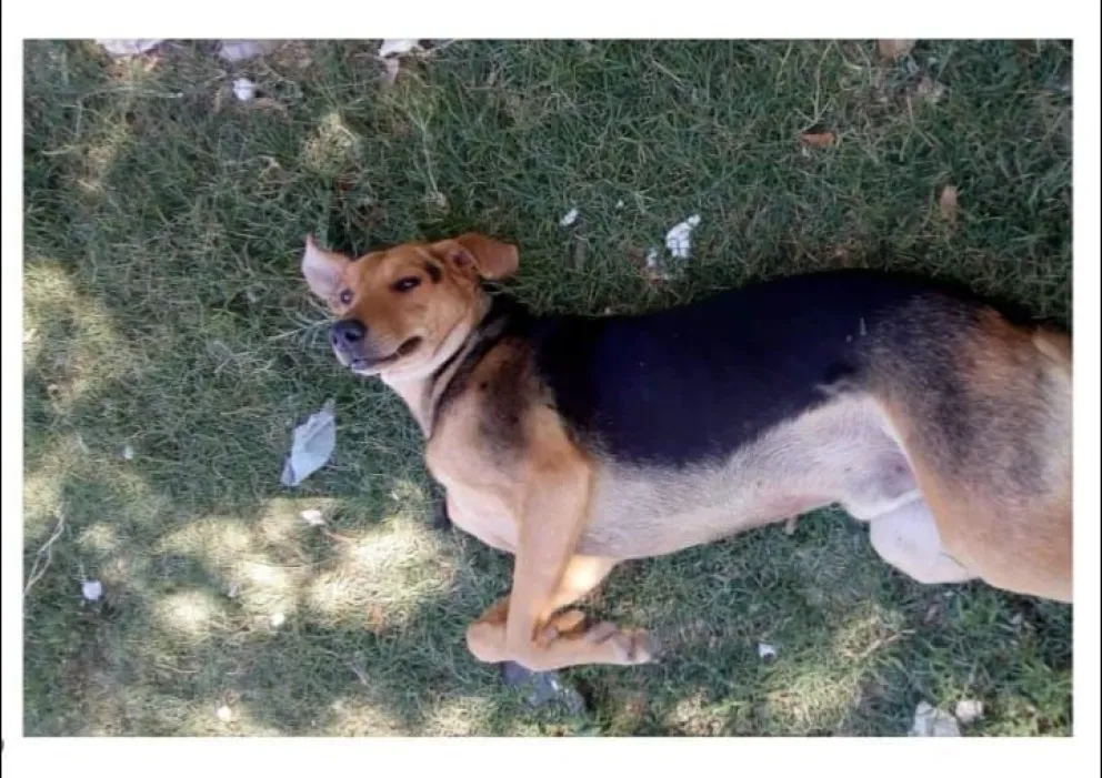 Chacramonte: Piden ayuda para buscar al perro que adoptaron hace tres años
