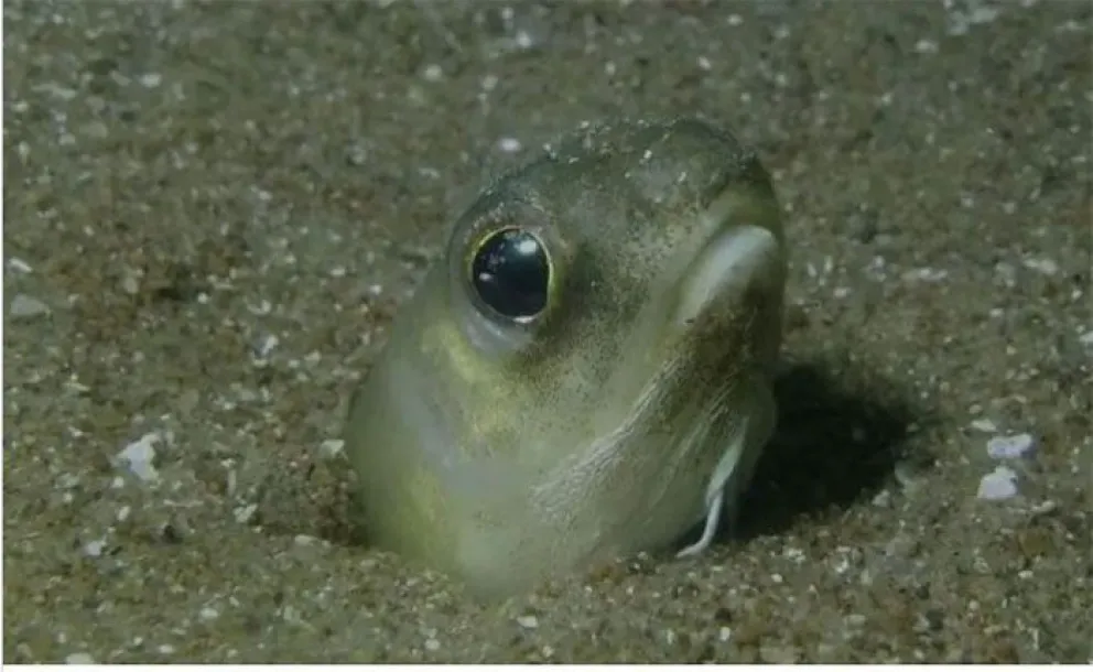 Un fotógrafo marino captó a una especie poco habitual en Las Grutas