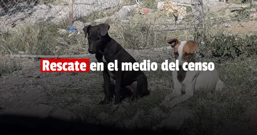 Madre e hijo rescataron a dos perritos mientras trabajaban censando