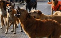 Tragedia en Chile: un nene de dos años murió luego de ser atacado por una jauría de perros