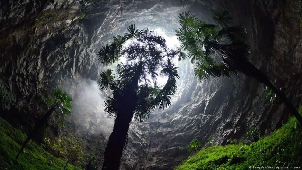 Increíble: científicos descubrieron un bosque de 192 metros de profundidad