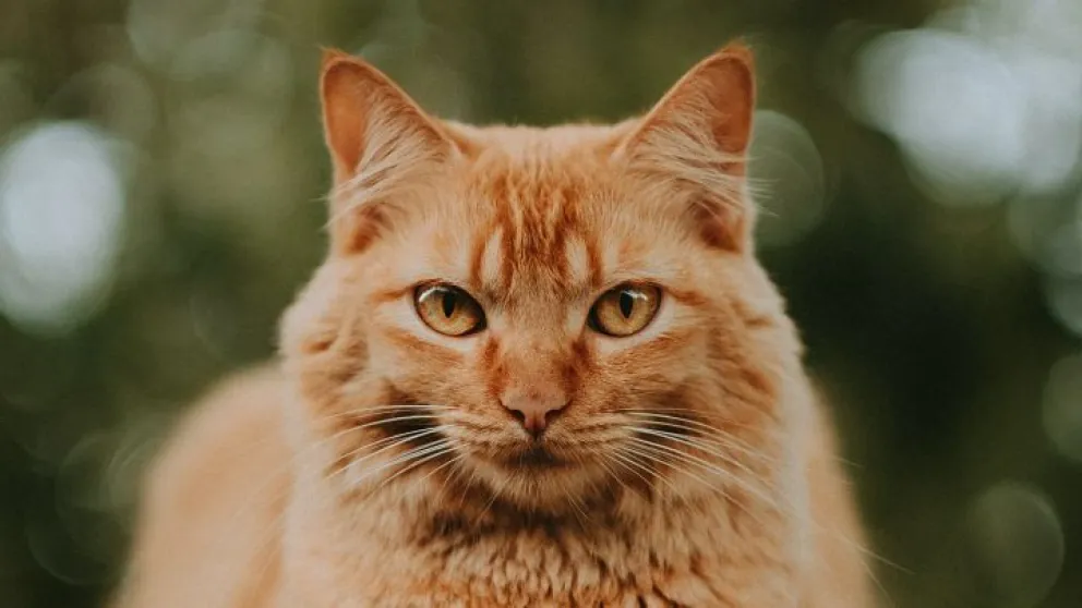 Test visual: elegí uno de los gatos y definí tu principal propósito de vida