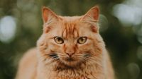 Test visual: elegí uno de los gatos y definí tu principal propósito de vida