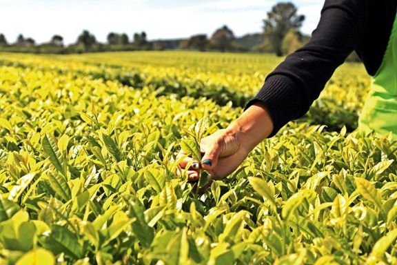 Apuntan a ganar más consumidores de té sumando su uso en el tereré