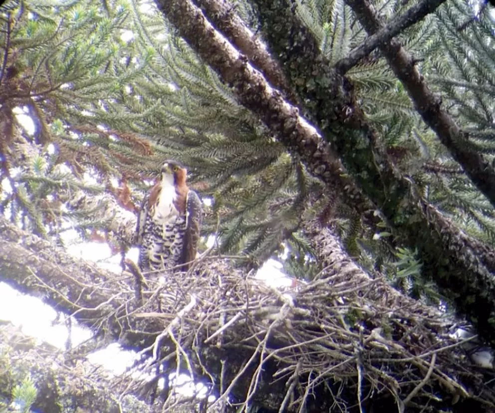 Destacan importancia de árboles frondosos, tras hallar nido de águila crestuda real