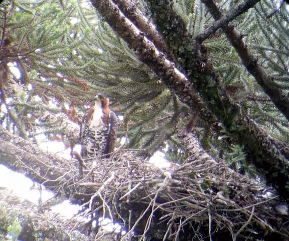 Destacan importancia de árboles frondosos, tras hallar nido de águila crestuda real
