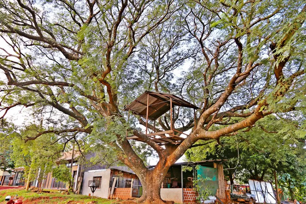 La casita del árbol