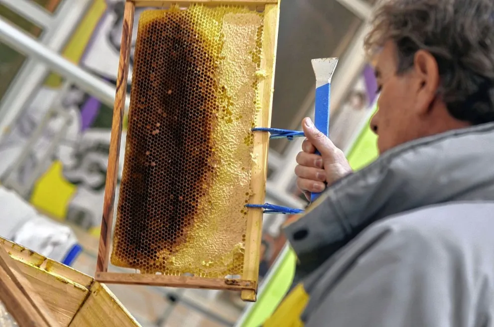 Gran convocatoria tuvo la 1º Expo Día  Mundial de las Abejas en esta ciudad