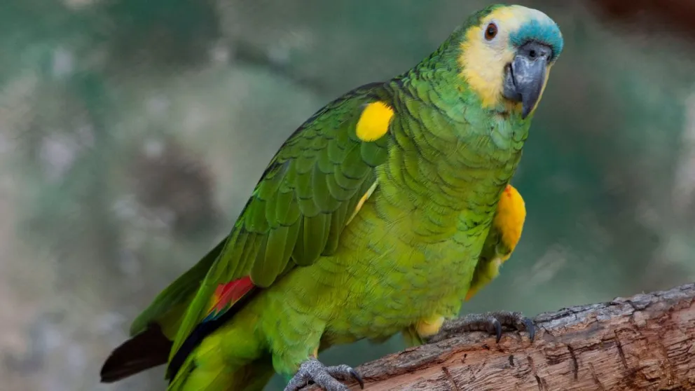 Fauna: Recomendaciones para evitar casos de psitacosis
