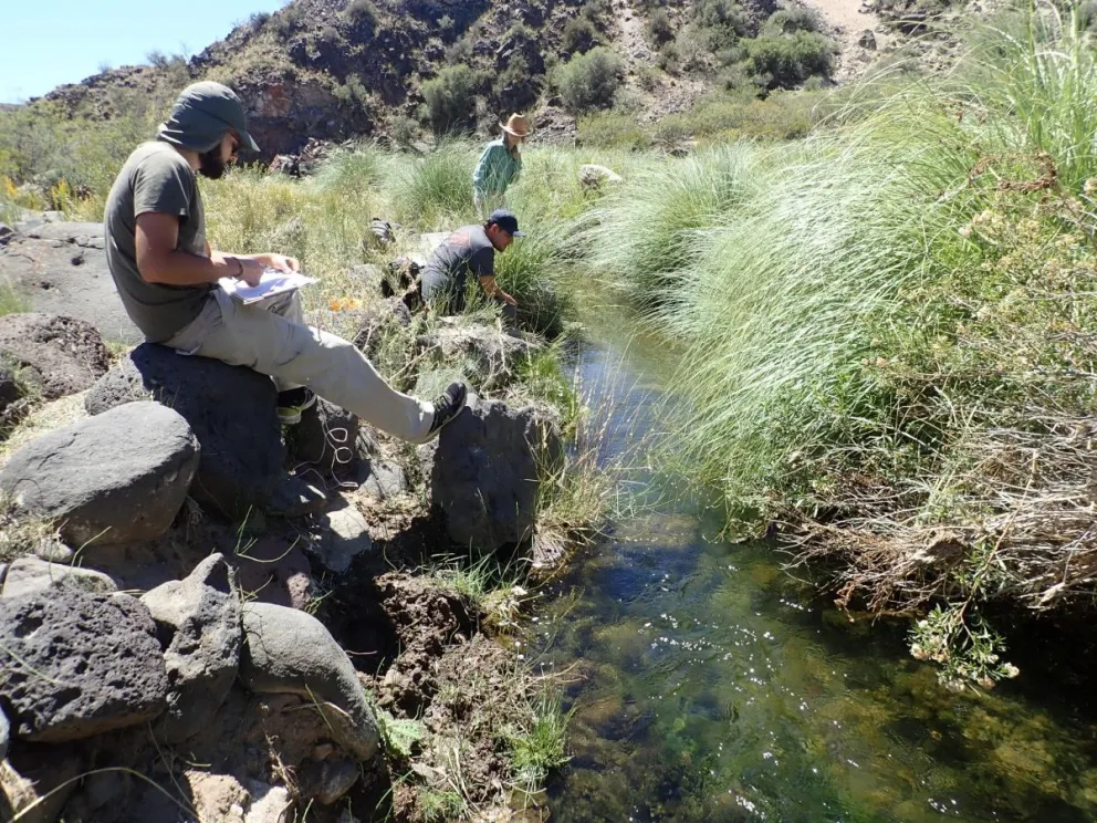 Una ONG protege a la Mojarra Desnuda que está en peligro de extinción