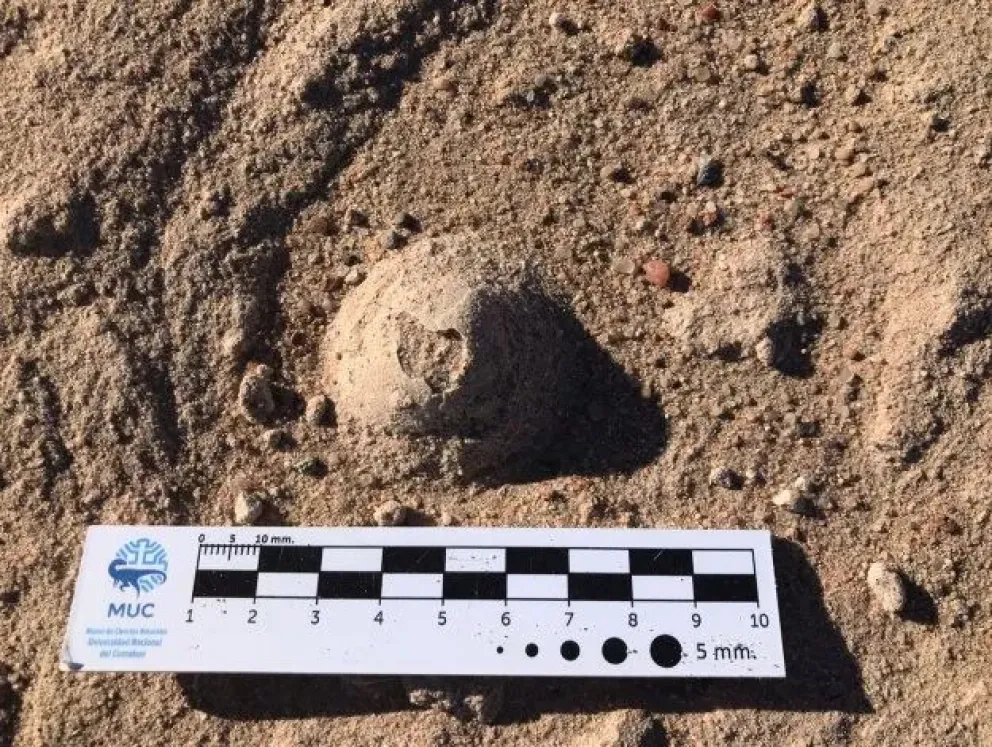 Video: la UNCo trabaja para exponer huevos de dinosaurios