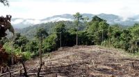 Argentina recibió 82 millones de dólares por la "reducción en deforestación"
