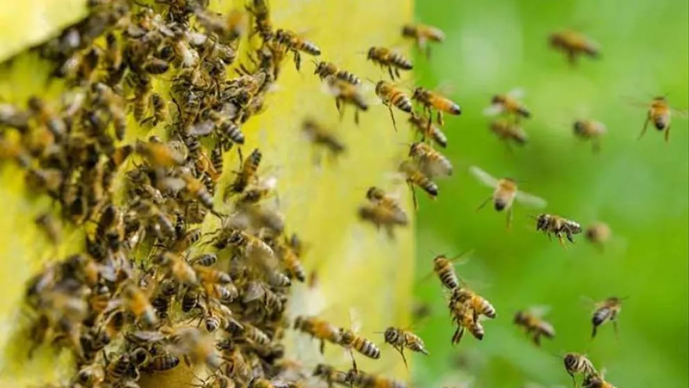 Un hombre murió tras ser atacado por miles de abejas mientras podaba un árbol