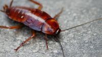 Cucarachas: por qué nunca hay que pisarlas para matarlas