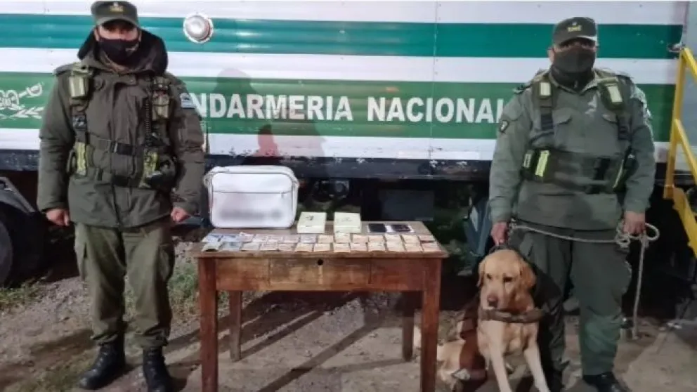 ¡Buen chico! Salteños no pudieron ganarle a la astucia de un can policía