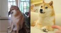 Cheems, el perro de los memes, se encuentra en delicado estado de salud