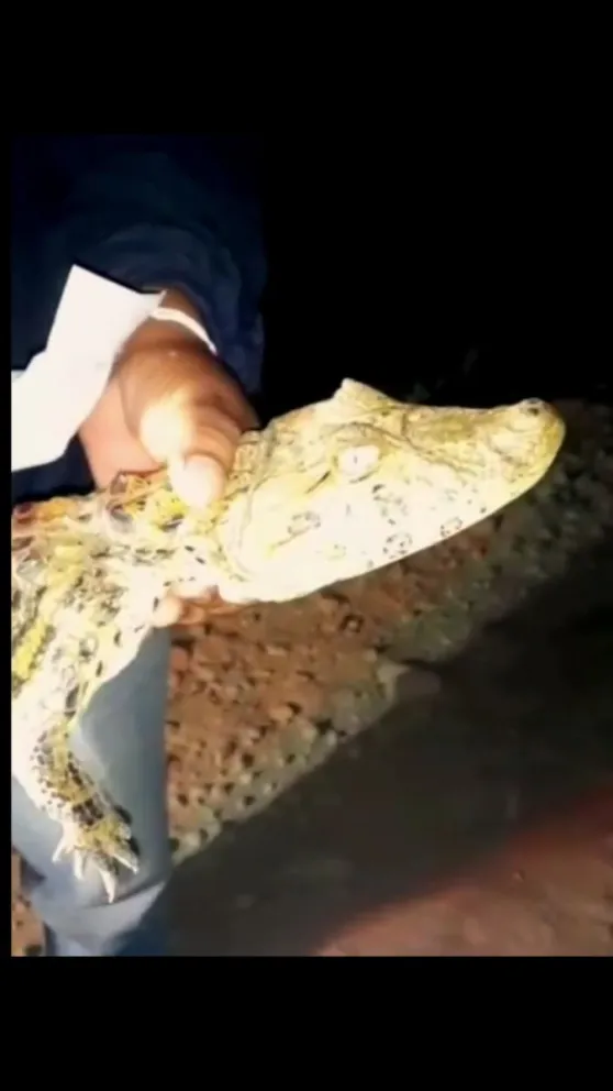Cuidado al transitar: los yacaré invaden la Ruta Provincial 