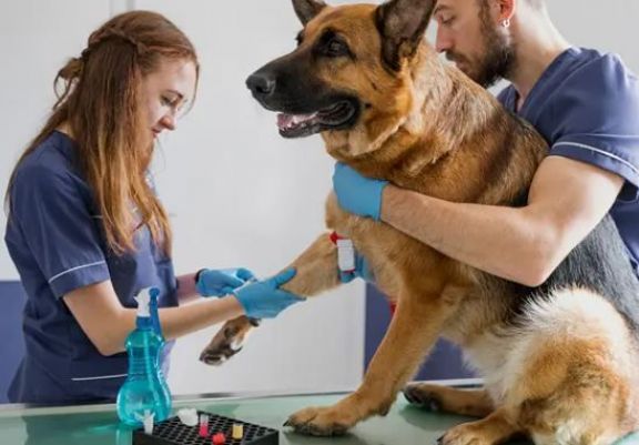 Estudiantes de veterinaria harán prácticas en Misiones
