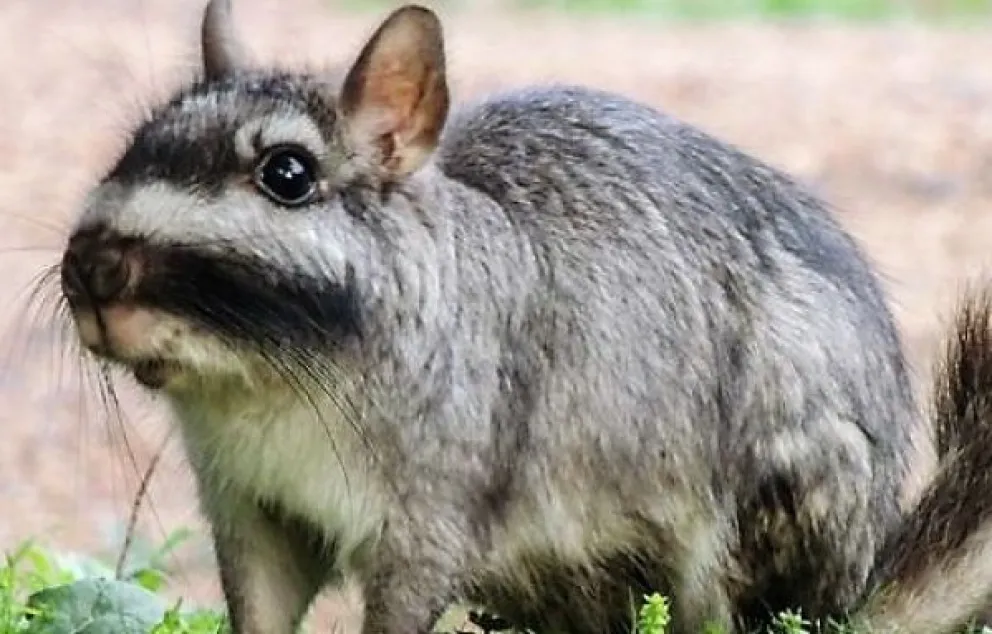 Una vizcacha volvió locos a una familia, y luego la restituyeron a un hábitat natural