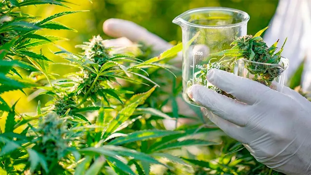 El gobierno promulgó la Ley de Cannabis Medicinal y Cáñamo Industrial:  estos son los puntos claves | Diario El Cordillerano