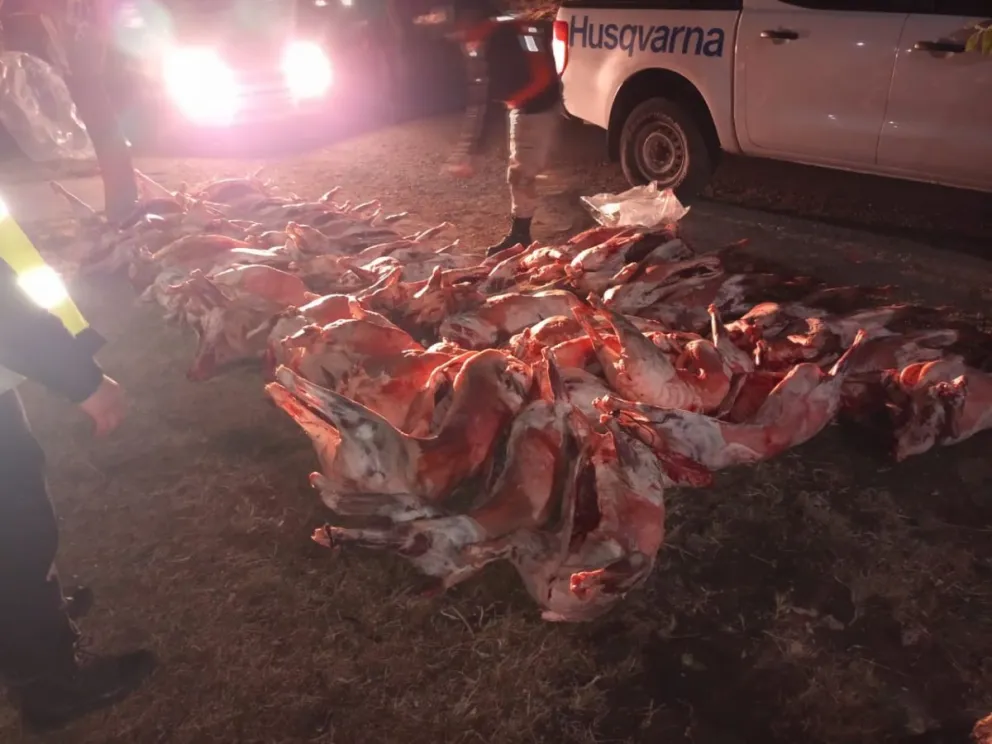 Policía secuestró 37 ovinos que eran transportados sin refrigeración