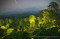 El cineasta Sriram Murali muestra en imágenes millones de luciérnagas de una reserva de vida silvestre de la India