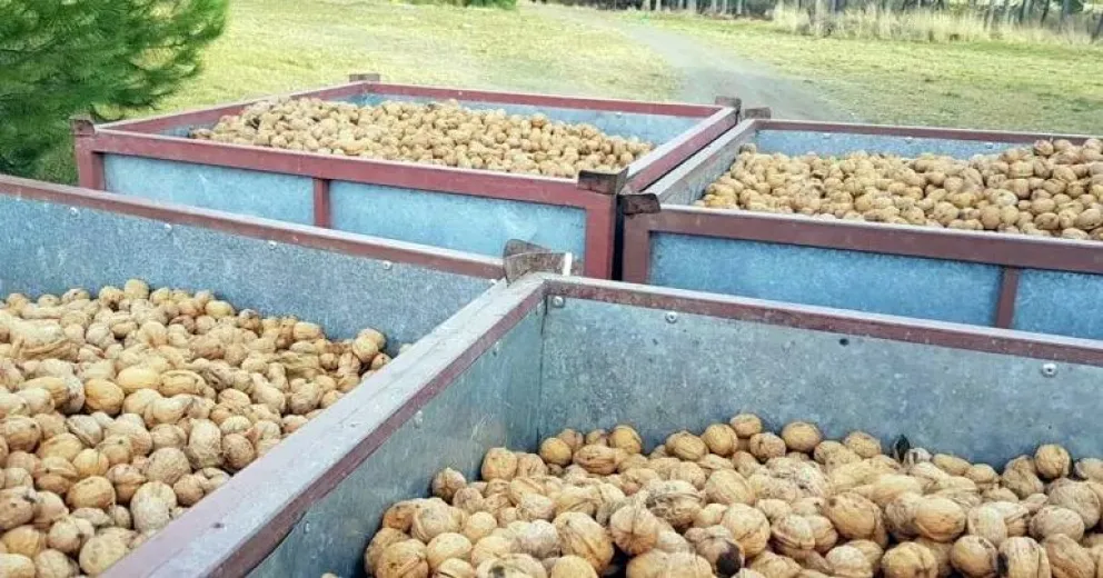 20 toneladas de nueces partieron de Río Negro rumbo a Bielorrusia