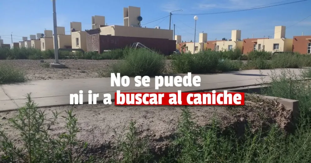 Salió a buscar su mascota, regresó y había un ladrón en su casa
