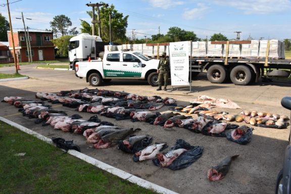 Ituzaingó: Gendarmería decomisó cargamento ilegal de pescados de distintas especies 