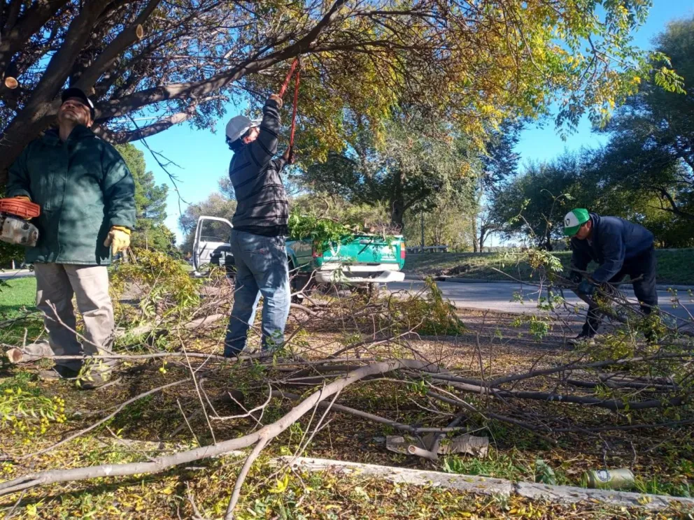 Charlas sobre arbolado urbano en el campus de la UNRN