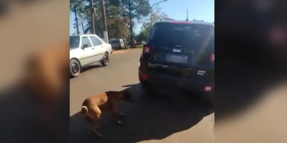 Indignante: Un hombre arrastró a un perro con su auto y quedó grabado por los vecinos