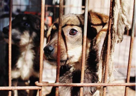 Advierten  falta de compromiso de la población para radicar denuncias por maltrato animal