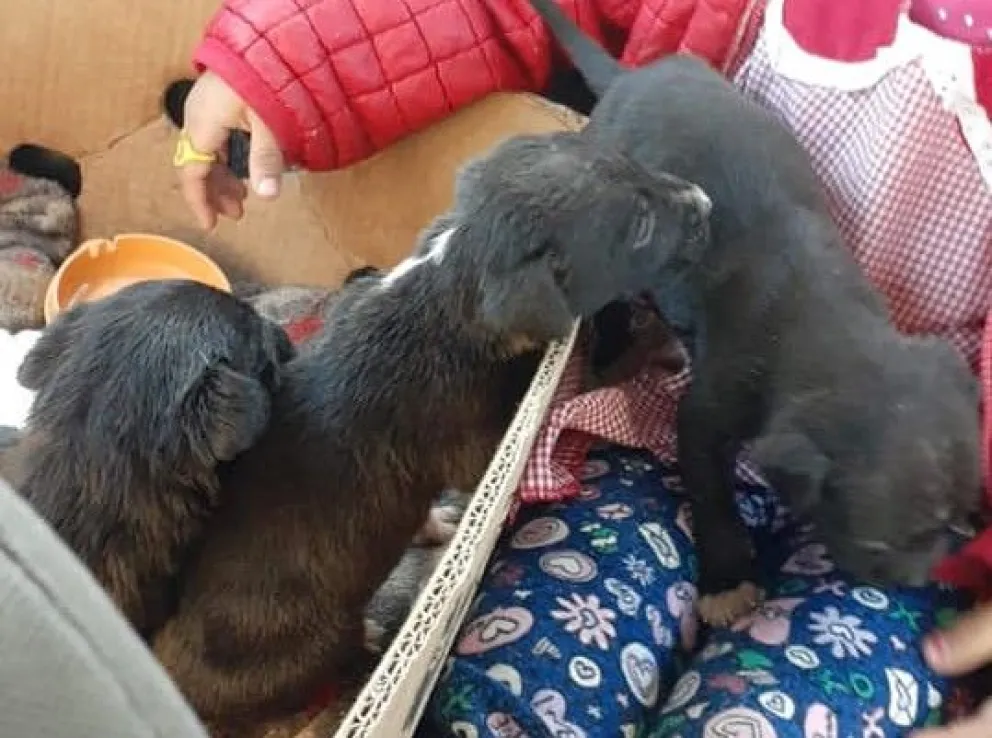 Proteccionistas piden responsabilidad: “La situación económica no está para dar perros y gatos en adopción”