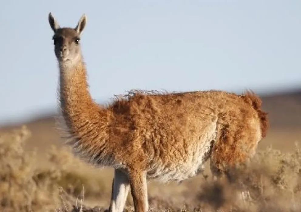 Piden castigo a tres cazadores que mataron un guanaco