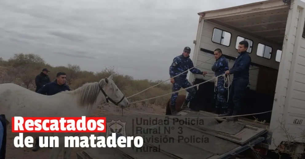 Rescataron a trece caballos que iban a ser faenados