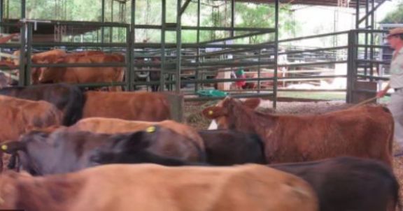 Los productores destacan los resultados en el sector bovino