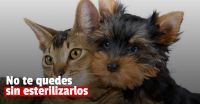 Continúa la campaña de esterilización de perros y gatos