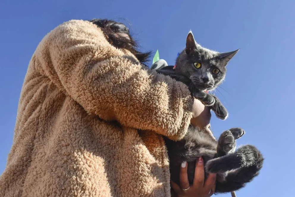 Ponen primera al operativo municipal de castraciones masivas de mascotas