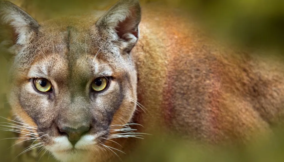 Crece el terror en la provincia por los ataques de un puma