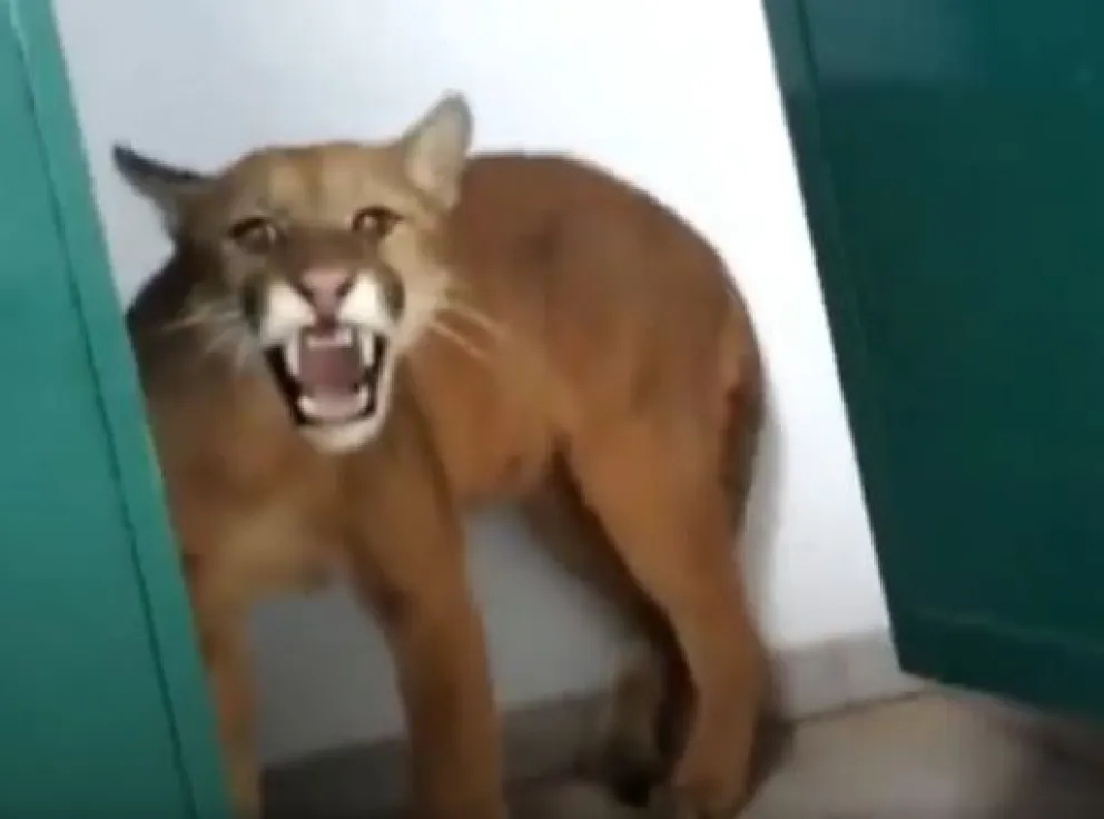 Vecinos aterrados: puma se pasea por un barrio y se come a las mascotas
