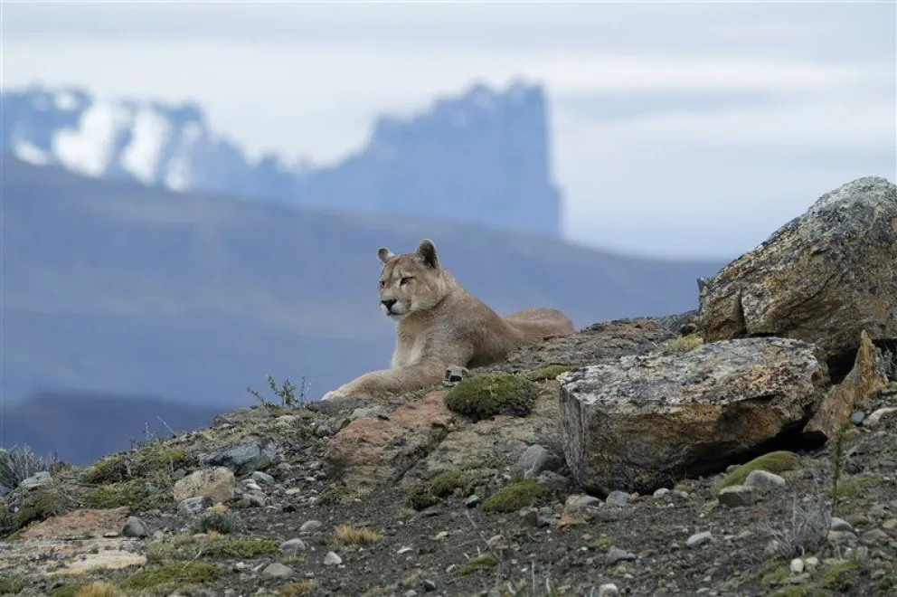 Un puma cebado
