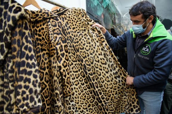 Decomisaron tapados de piel de yaguareté y otros animales silvestres en plena ciudad de Buenos Aires